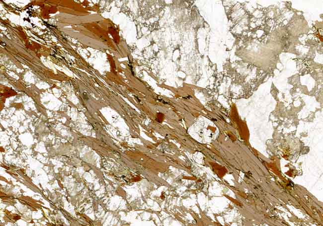 Limite entre Leucosome et mélanosome photo