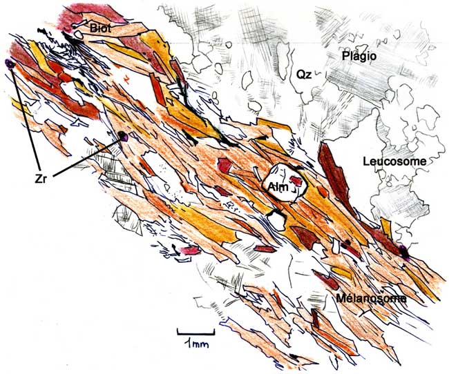 Limite entre Leucosome et mélanosome interprétation