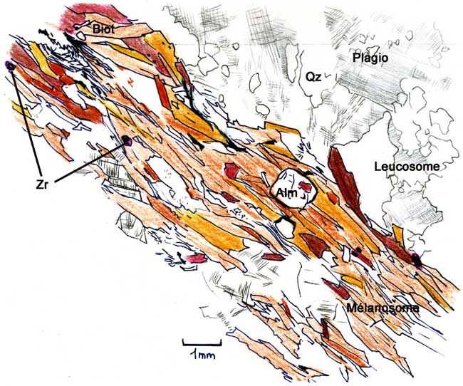 Limite entre Leucosome et mélanosome interprétation 