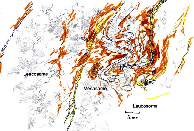 Fusion dans le mésosome interprétation